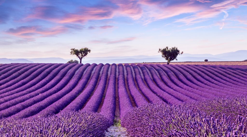 Scents and colors of Provence - sostravel.com